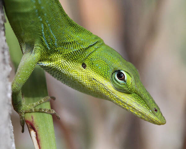 Green Anole Poster featuring the photograph Green Beauty #1 by Doris Potter