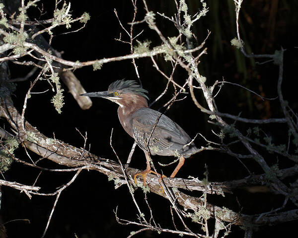 Green Heron Poster featuring the photograph Green Heron #1 by Doris Potter