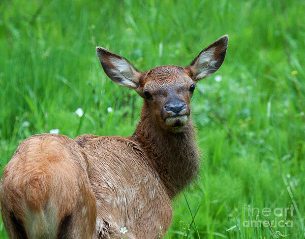 Elk Poster featuring the photograph Green Pastures #1 by Jim Garrison