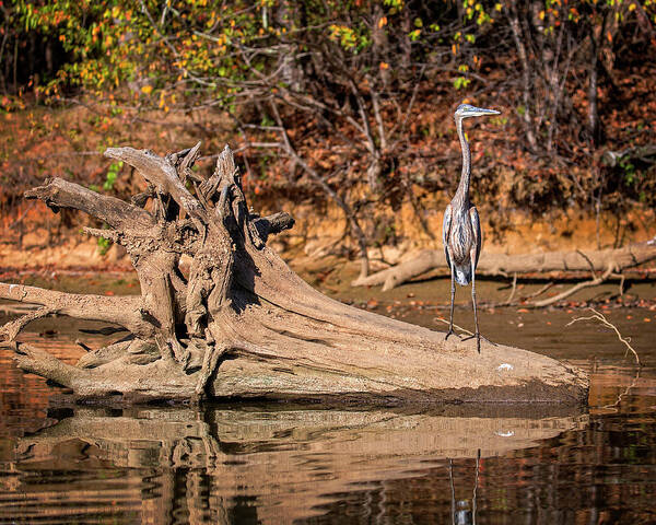 Great Blue Poster featuring the photograph Heron Perch #1 by Alan Raasch