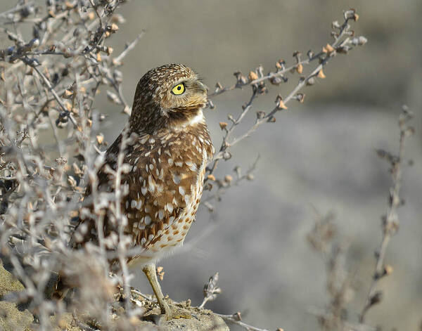 Burrowing Owl Poster featuring the photograph In The Distance #1 by Fraida Gutovich