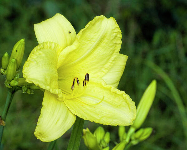 Daylily Poster featuring the photograph Lemon Yellow Daylily #1 by Kathy Clark