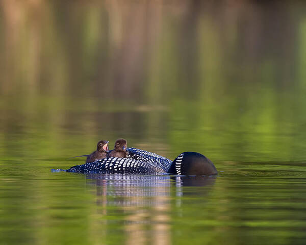 Common Loon Poster featuring the photograph Loon Chick Yawn #2 by John Vose