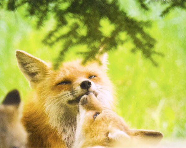 Red Foxes Poster featuring the photograph Love and Kisses #1 by Kristin Hatt