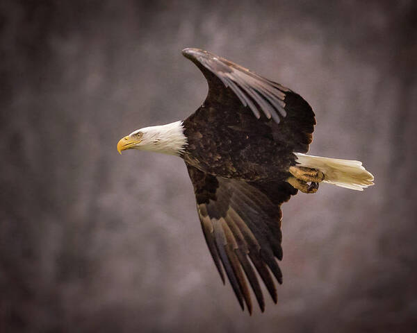 Eagle Poster featuring the photograph Majestic #1 by Allin Sorenson