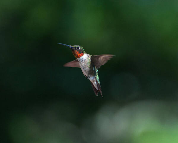 Hummers Poster featuring the photograph Male Ruby Throated Hummingbird #1 by Brenda Jacobs