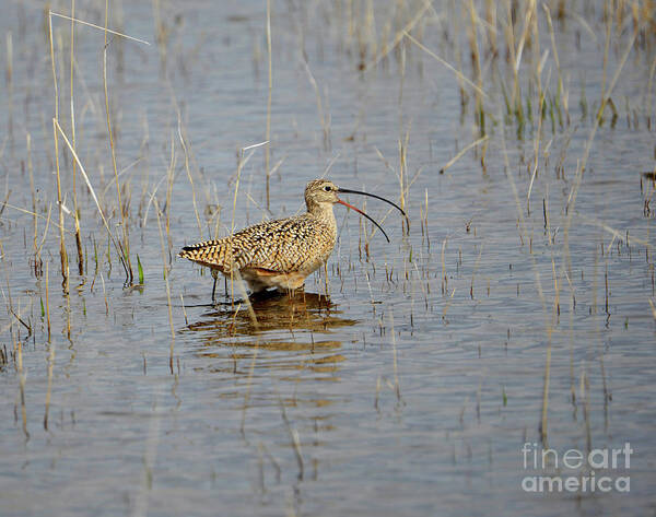 Denise Bruchman Poster featuring the photograph Malheur Curlew #1 by Denise Bruchman