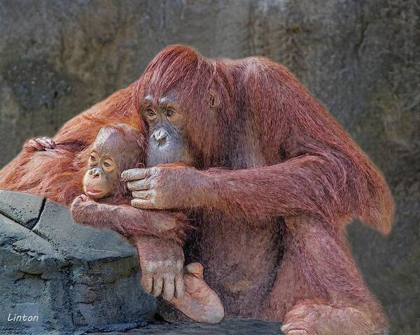 Orangutan Poster featuring the digital art Motherhood 4 #1 by Larry Linton