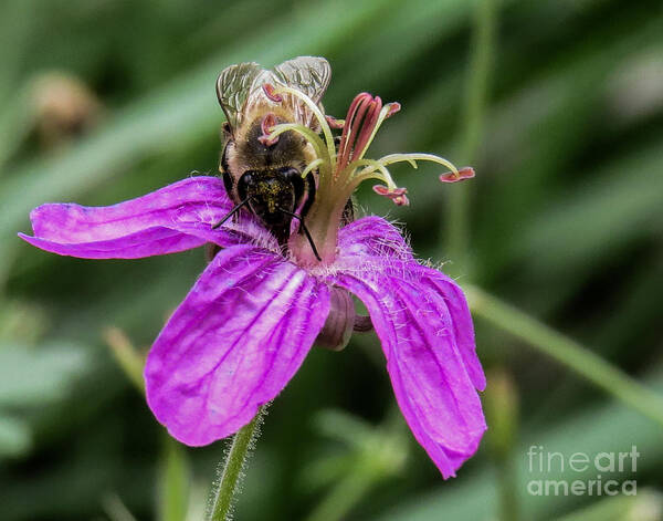 Nature Poster featuring the photograph Purple Flower 3 by Christy Garavetto