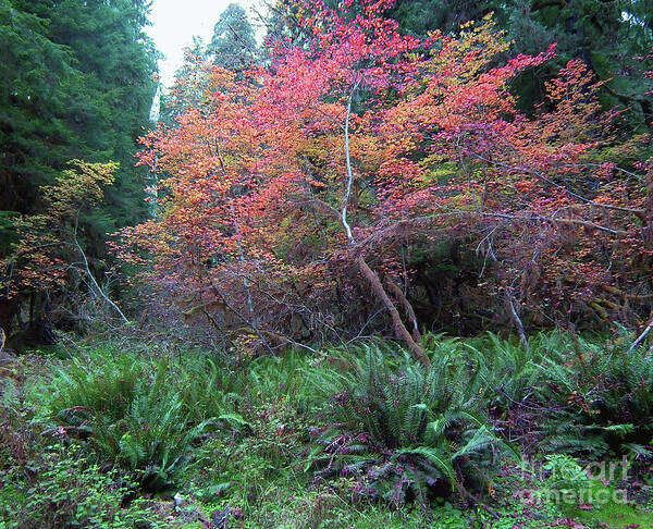 Washington Poster featuring the photograph Rain Forest Fall #1 by Rex E Ater