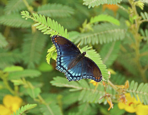 Butterfly Poster featuring the photograph Red Spotted Purple Butterfly #2 by Sandy Keeton