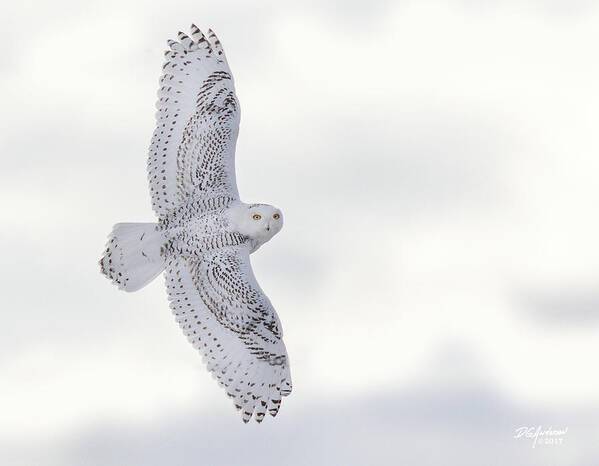 Owl Poster featuring the photograph Snowy flyby #1 by Don Anderson