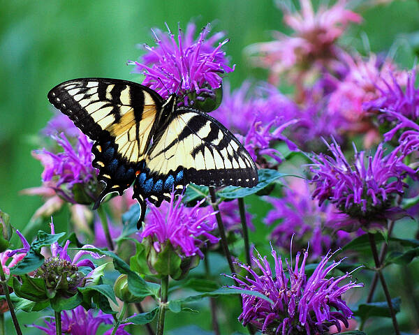 Butterfly Poster featuring the photograph Swallowtail Butterfly #1 by Lila Fisher-Wenzel