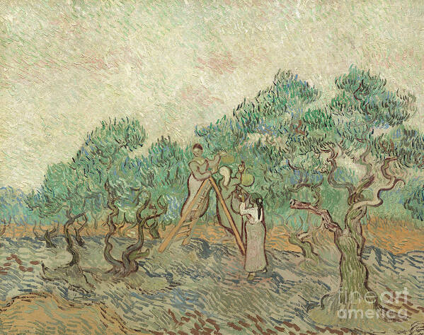 Van Gogh Poster featuring the painting The Olive Orchard, 1889 by Vincent Van Gogh