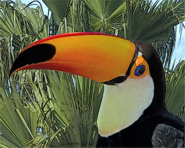 Toucan Poster featuring the digital art Toco Toucan #1 by Larry Linton
