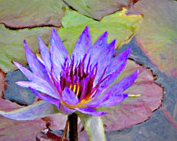 Water Lily Poster featuring the photograph Water Lily #1 by Winnie Chrzanowski