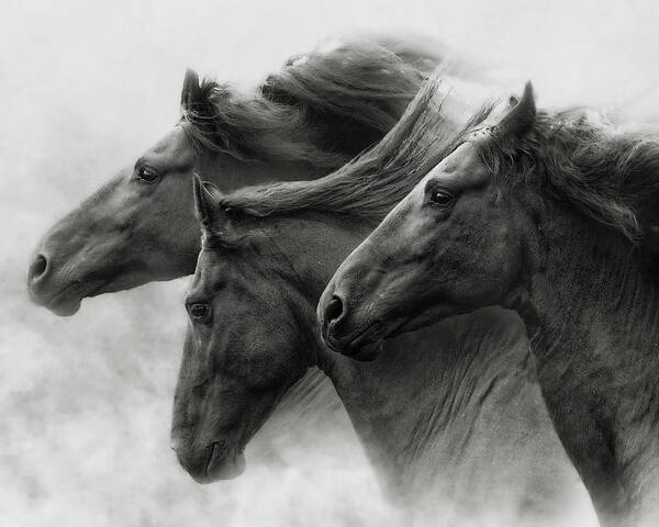 Horse Poster featuring the photograph Wild Hearts #1 by Ron McGinnis