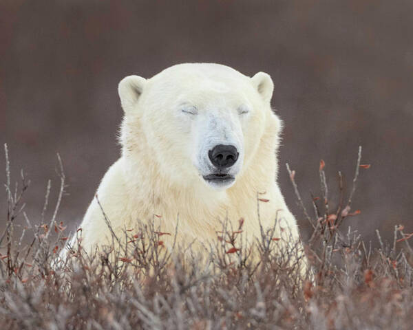 Polar Bear Poster featuring the photograph Zen Bear #1 by Jack Bell