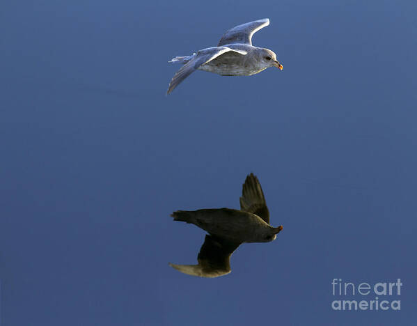 Northern Fulmar Poster featuring the photograph 150622p241 by Arterra Picture Library