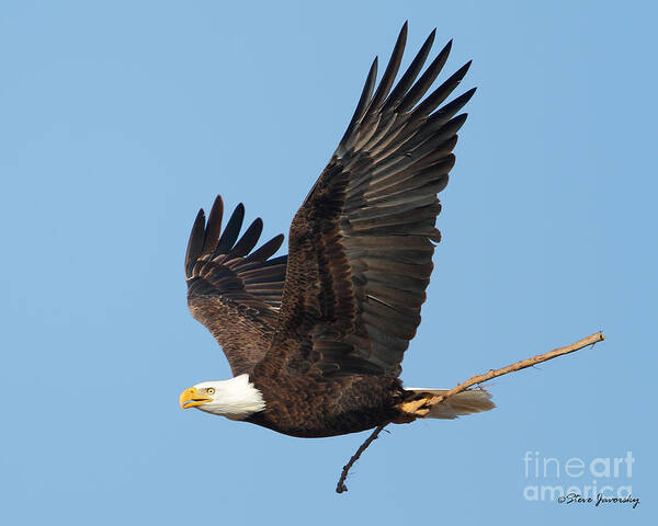 Bald Eagles Poster featuring the photograph Bald Eagle #16 by Steve Javorsky