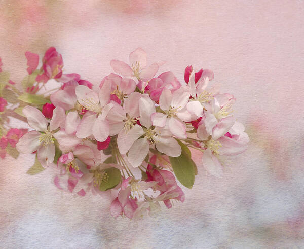 Flower Poster featuring the photograph Pink Blush #2 by Kim Hojnacki