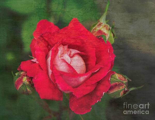 Rose Poster featuring the photograph Rose Red #2 by Cathy Donohoue