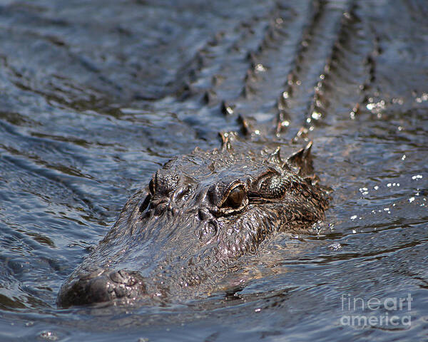 Alligator Poster featuring the photograph Swimming Alligator #2 by Kimberly Blom-Roemer
