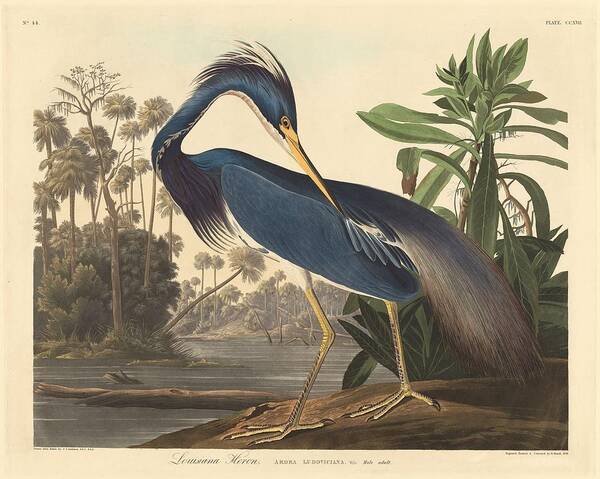 Audubon Poster featuring the drawing Louisiana Heron #3 by Dreyer Wildlife Print Collections 