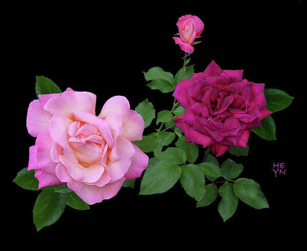 Cutout Poster featuring the photograph 3 Pink Roses Cutout by Shirley Heyn