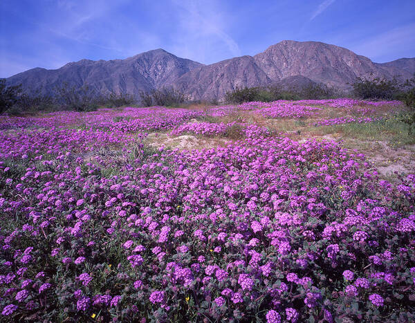 3a6905 Poster featuring the photograph 3A6905 Spring Bloom Anza Borrego State Park by Ed Cooper Photography