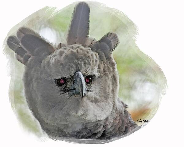 Harpy Eagle Poster featuring the digital art Harpy Eagle #4 by Larry Linton