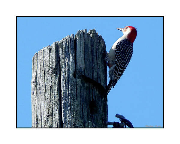 Barbara Tristan Poster featuring the photograph #8668 Woodpecker #8668 by Barbara Tristan