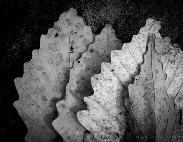 Leaf Poster featuring the photograph Dried Leaves #9 by Henri Irizarri