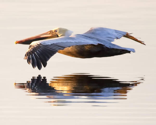 Pelican Flight Flying Reflection Brown Pelican Poster featuring the photograph A Closer Look I by Janet Fikar