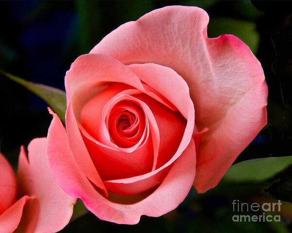 Photography Poster featuring the photograph A Loving Rose by Sean Griffin