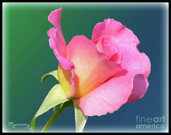 Flora Poster featuring the digital art A single rose by Mariarosa Rockefeller