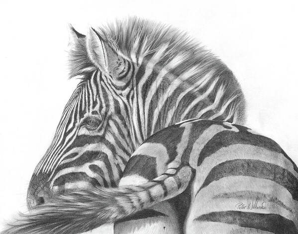 Zebra Poster featuring the drawing A Watchful Eye by Peter Williams