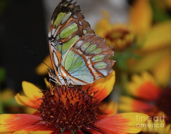Butterfly Poster featuring the photograph A Wing and a Prayer by Cindy Manero