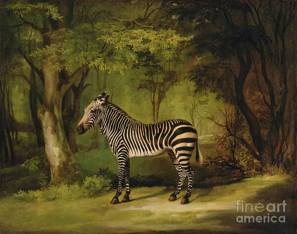 Zebra Poster featuring the painting A Zebra by George Stubbs
