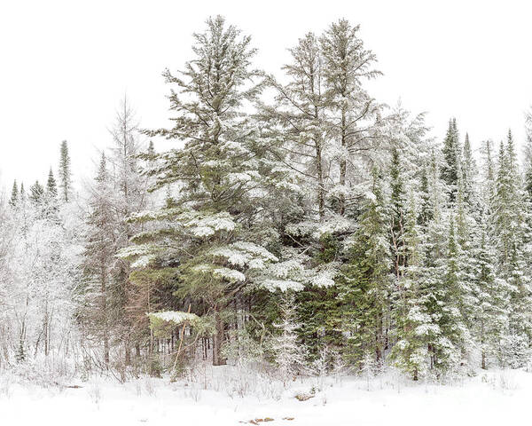 Winter Poster featuring the photograph Evergreen Winter by Rod Best