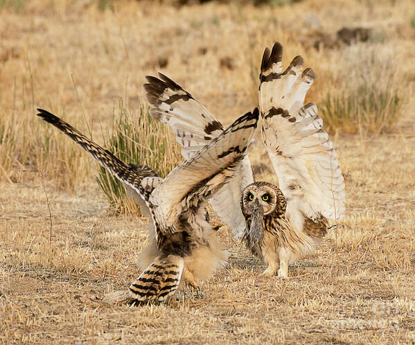 Bird Poster featuring the photograph Adult Short Eared Owl Feeding Its Young by Dennis Hammer