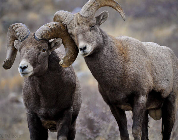 Bighorn Sheep Poster featuring the photograph Affectionate Rams by Kevin Munro
