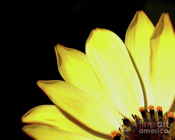 Flower Poster featuring the photograph African Daisy Osteospermum by Stephen Melia