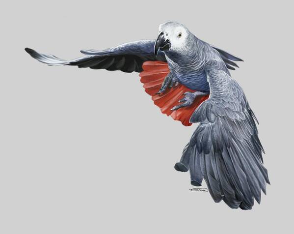 African Poster featuring the digital art African Grey Parrot Flying by Owen Bell