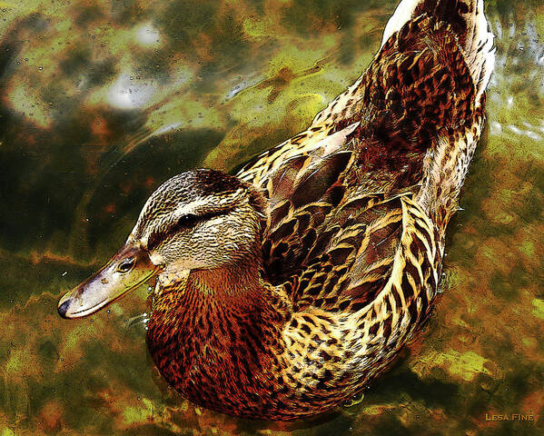 Duck Poster featuring the photograph Afternoon Swim Card GOLD by Lesa Fine