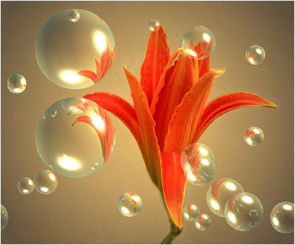 Lily Poster featuring the photograph Almost A Blossom In Bubbles by Joyce Dickens