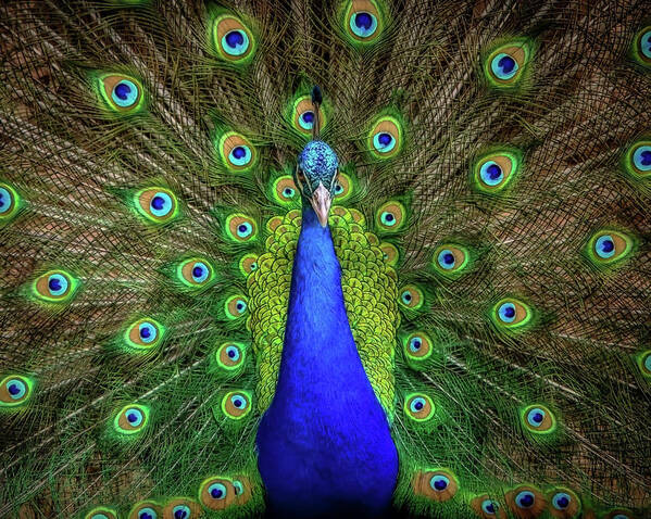 Peacocks Poster featuring the photograph Always Colorful by Elaine Malott