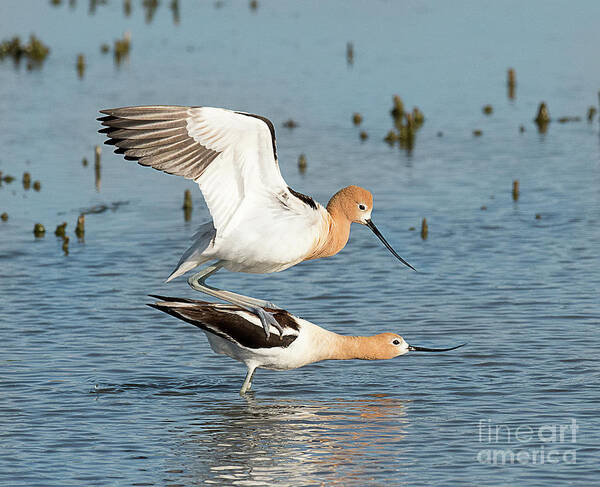 Bird Poster featuring the photograph American Avocets by Dennis Hammer