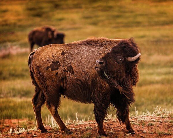 American West Poster featuring the photograph American Bison by Chris Bordeleau