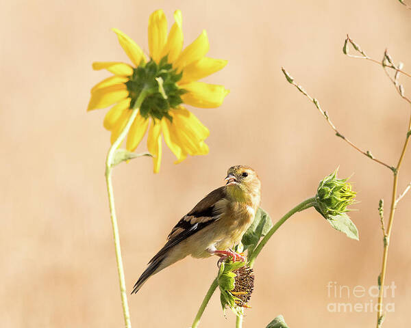 Bird Poster featuring the photograph American Goldfinch Feeding on Sunflower Seeds by Dennis Hammer